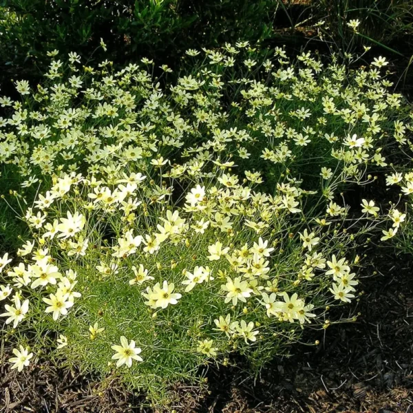 Coreopsis verticillata 'Moonbeam'