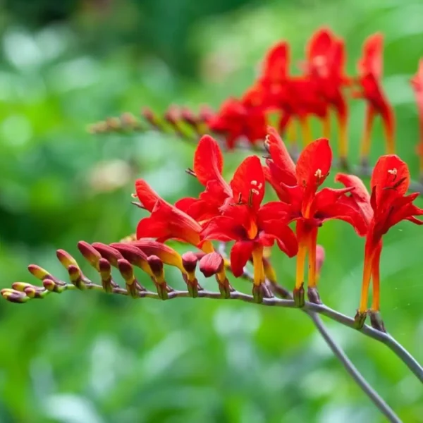 Crocosmia 'Lucifer'