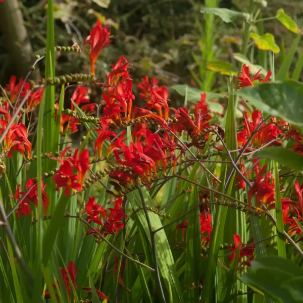 Crocosmia 'Lucifer'