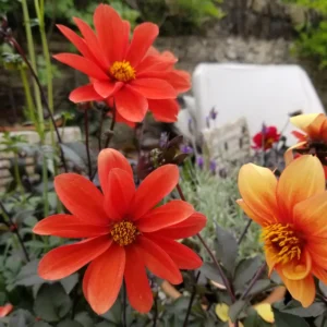 Dahlia 'Bishop's Children'