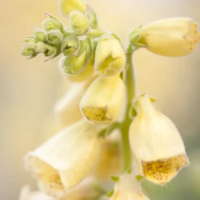 <em>Digitalis grandiflora</em>