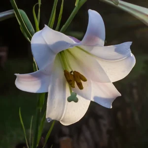Lilium formosum