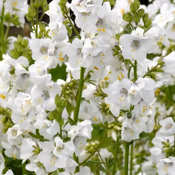Polemonium caeruleum 'White Pearl'