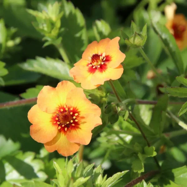 Potentilla x tonguei