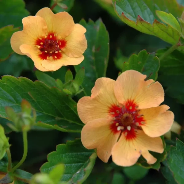 Potentilla x tonguei