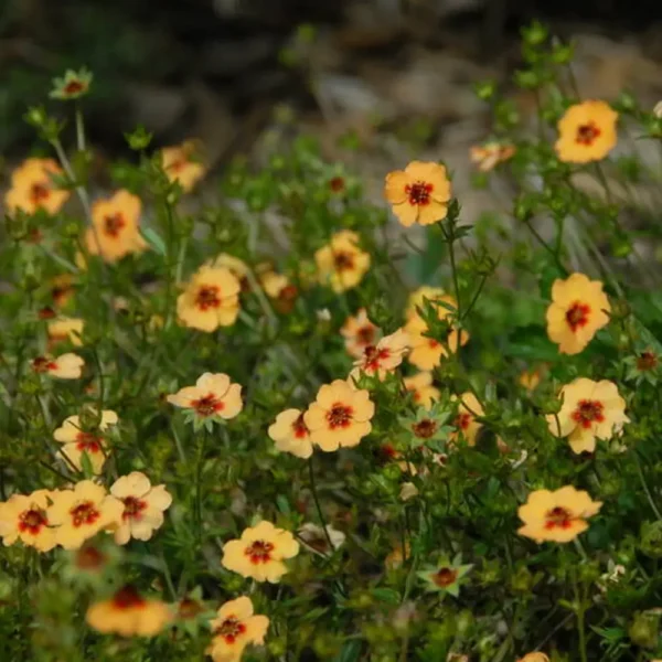 Potentilla x tonguei