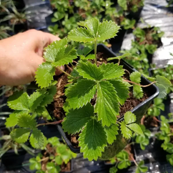 Potentilla x tonguei, 2 litre container