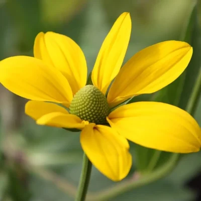 <em>Rudbeckia laciniata</em> 'Herbstsonne'