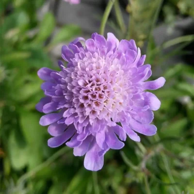 <em>Scabiosa columbaria</em> 'Misty Butterflies'