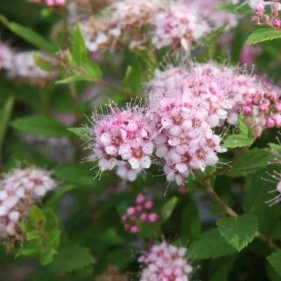 <em>Spiraea japonica</em> 'Little Princess'