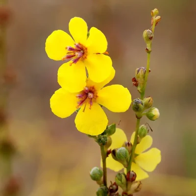 <em>Verbascum phoenicium</em>