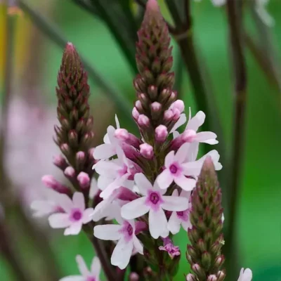 <em>Verbena hastata</em> 'Pink Spires'