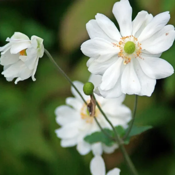 Anemone japonica 'Whirlwind'