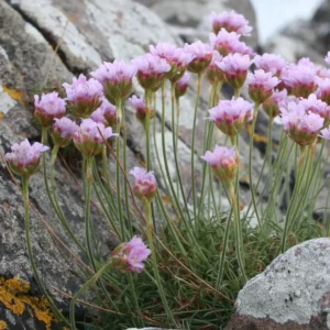 Armeria maritima