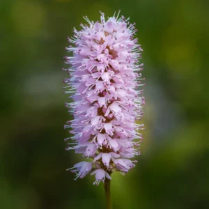 Bistorta officinalis