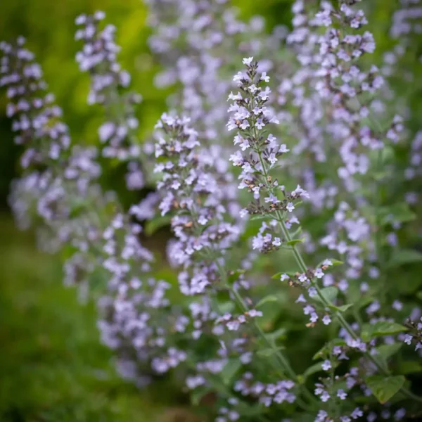 Calamintha nepeta 'Blue Cloud'