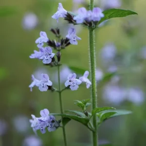 Calamintha nepeta 'Blue Cloud'