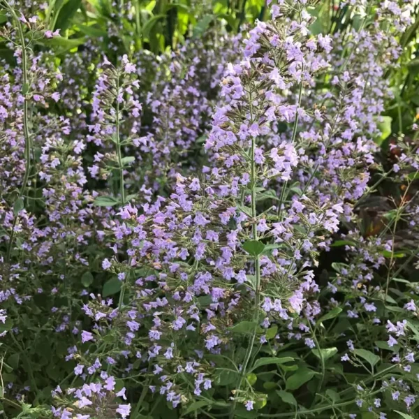 Calamintha nepeta 'Blue Cloud'