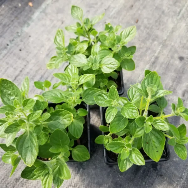 Calamintha nepeta 'Blue Cloud', 9cm containers