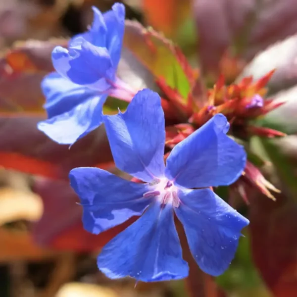 Ceratostigma plumbaginoides