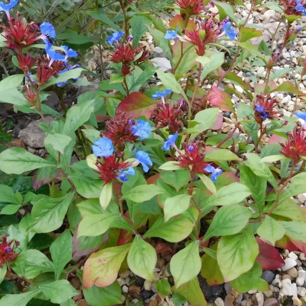 Ceratostigma plumbaginoides