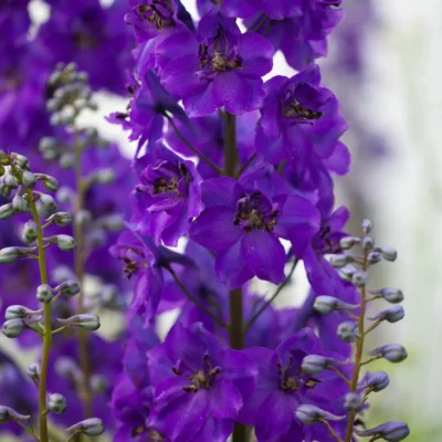 <em>Delphinium</em> 'Black Knight'