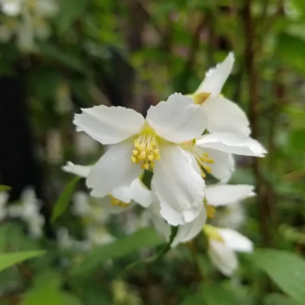 Philadelphus x lemoinei