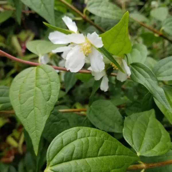 Philadelphus x lemoinei