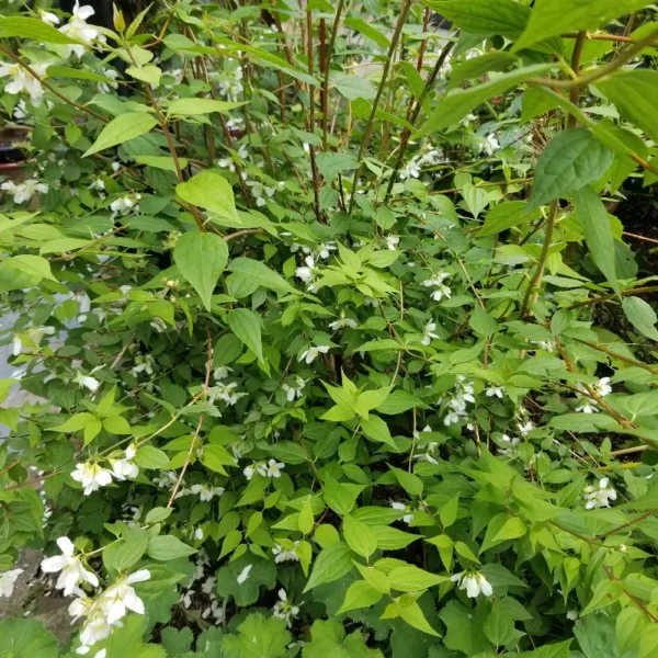 Philadelphus x lemoinei