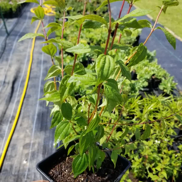 Philadelphus x lemoinei, 2 litre container