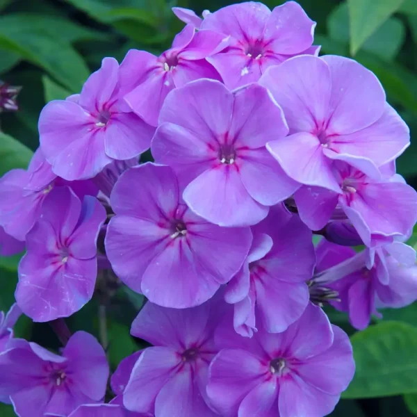 Phlox paniculata 'Sweet Summer Ocean'