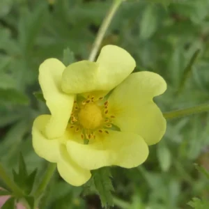 Potentilla recta