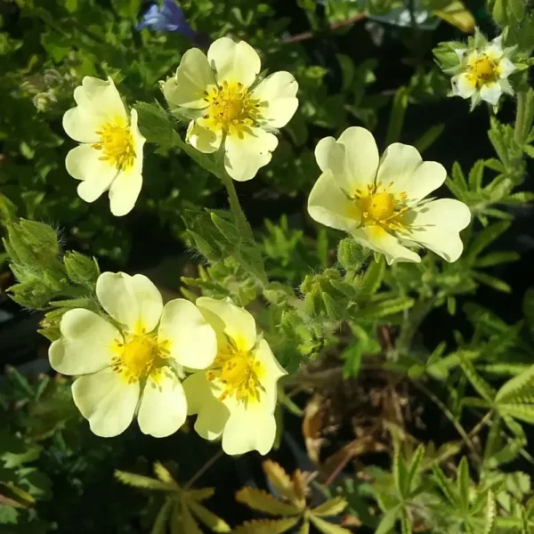 Potentilla recta