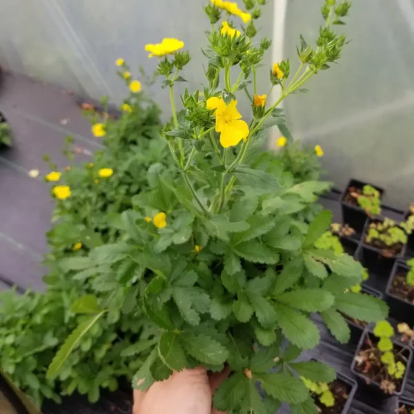 Potentilla recta, 2 litre container