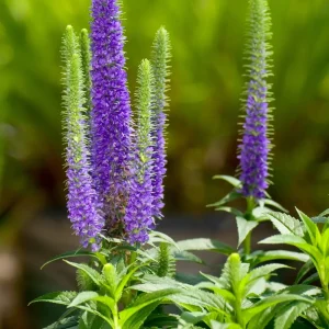 Veronica spicata