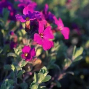 Aubrieta cultorum 'Leichtlinii'