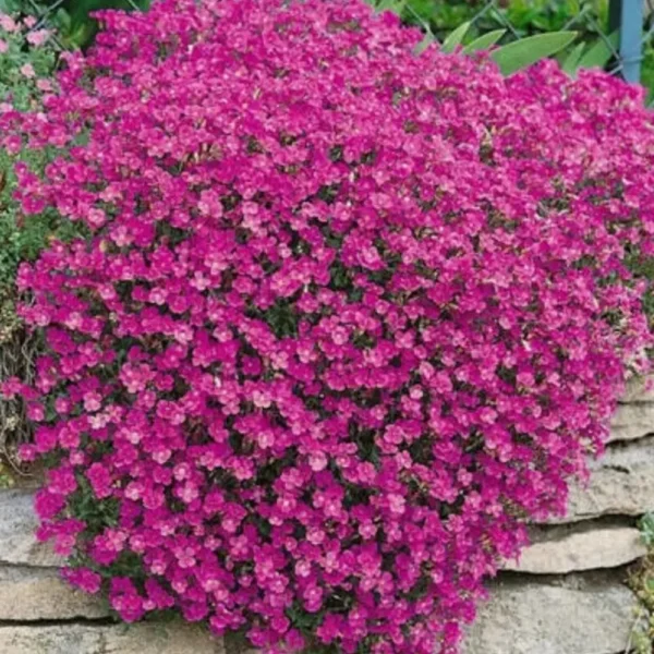 Aubrieta cultorum 'Leichtlinii'