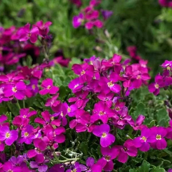 Aubrieta cultorum 'Leichtlinii'