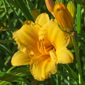 Hemerocallis 'Stella D'oro'