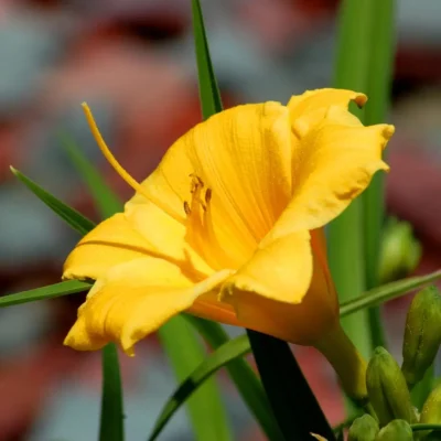 <em>Hemerocallis</em> 'Stella D'Oro'