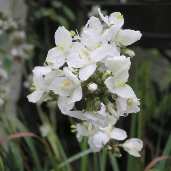 Libertia grandiflora