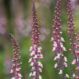 Linaria purpurea 'Cannon Went'