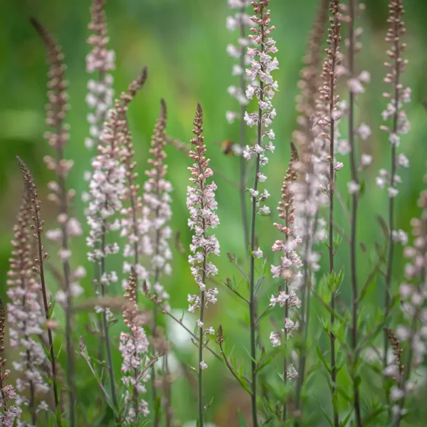 Linaria purpurea 'Cannon Went'