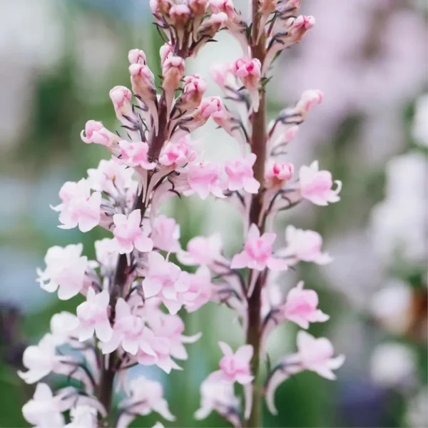 Linaria purpurea 'Cannon Went'