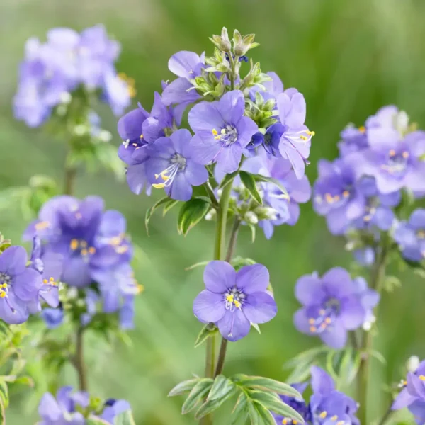 Polemonium yezoense 'Kaleidoscope'