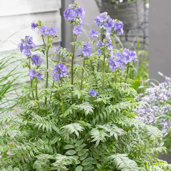 Polemonium yezoense 'Kaleidoscope'