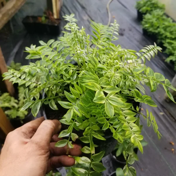 Polemonium yezoense 'Kaleidoscope', 2 litre container