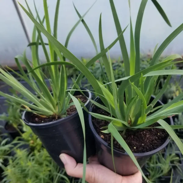 Libertia grandiflora, 1 litre containers