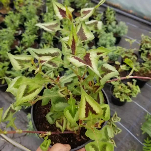 Persicaria runcinata 'Purple Fantasy', 2 litre container