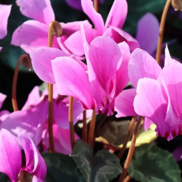 Cyclamen hederifolium 'Amaze me Pink',